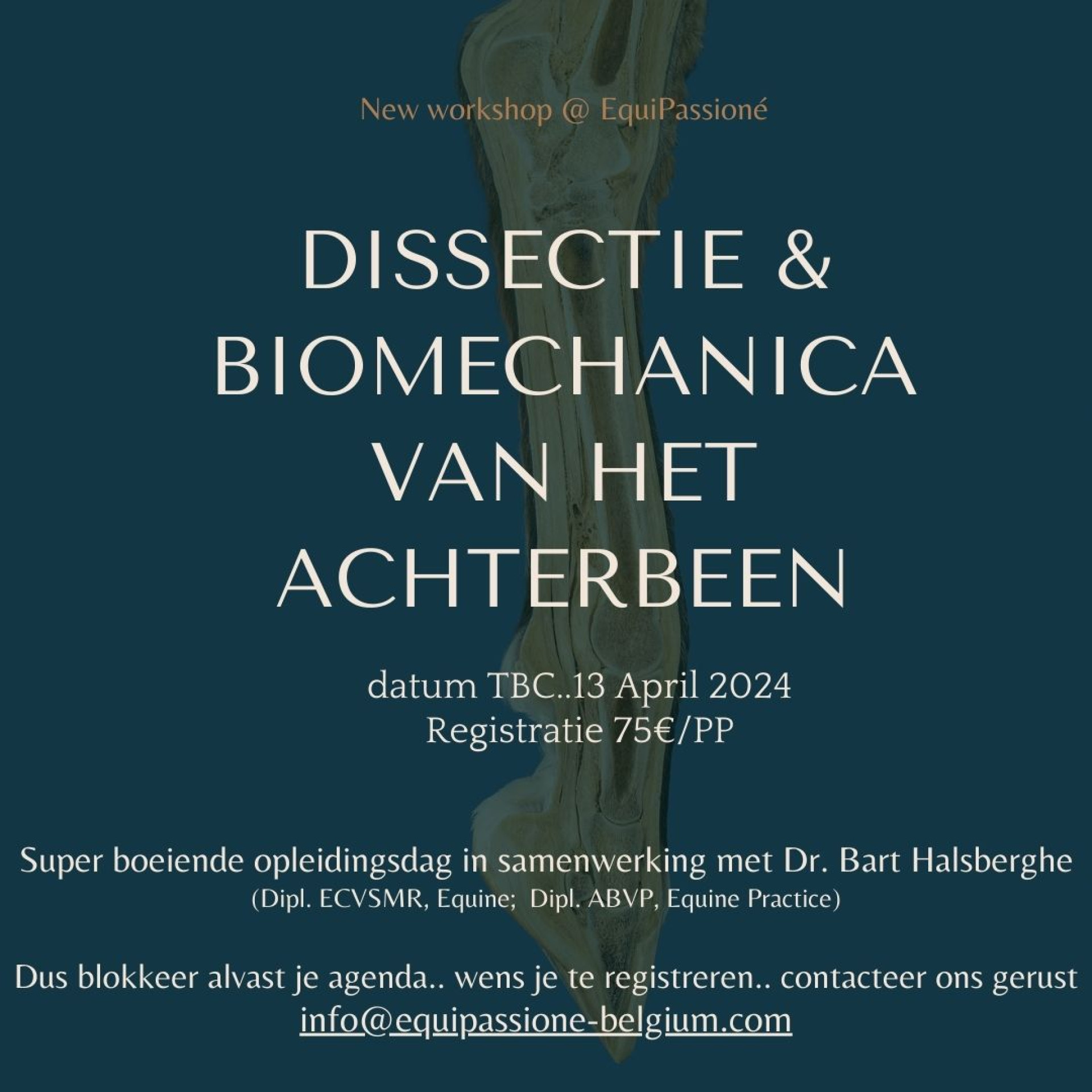 Dissectie & Biomechanica van het achterbeen