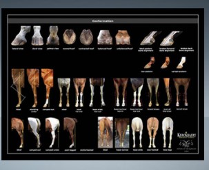 POSTER - CONFORMATION