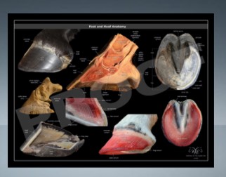 POSTER - FOOT & HOOF ANATOMY 61x45 CM