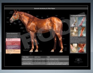 POSTER - SURFACE ANATOMY AND VITAL SIGNS