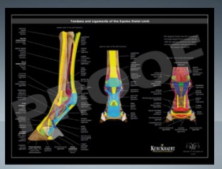 POSTER - FORE & HIND LIMB LIGAMENTOUS