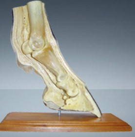 DODE HOEF - 3D